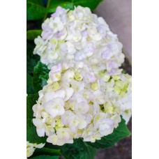 Hydrangea Blushing Bride